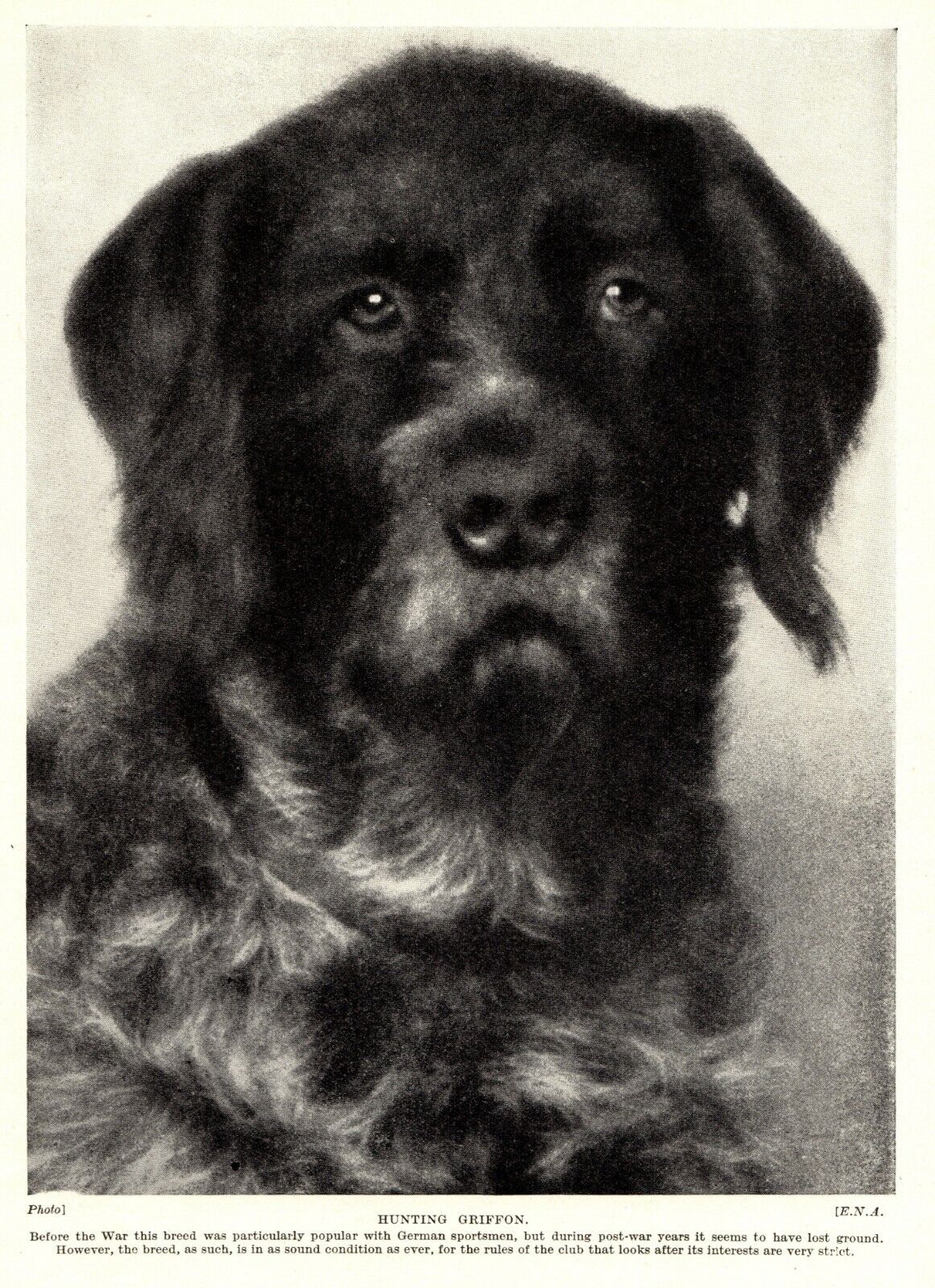 1930s Antique German Wirehaired Pointer Pointing Griffon Dog Print  3408-g